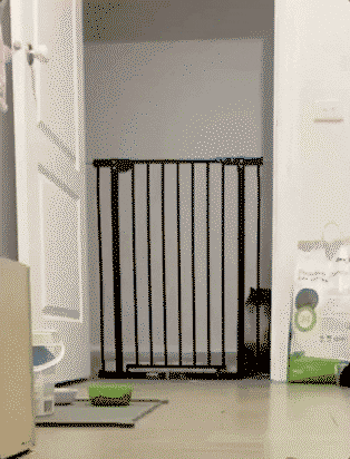 Kitty does a purrrfect landing