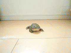 Froggo Fun #23 - The Great Escape