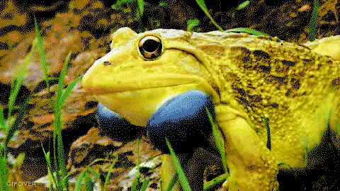 Froggo Fun #33 - That Feel When No Gf