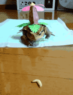 Froggo Fun #52 - Venusaur used Mlem