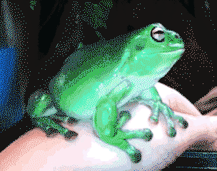 Froggo Fun #78 - "Excuse me?"