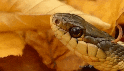 Snek Be Sneaky, Snek Be Quick. Sticks out Tongue, and Goes Flick-Flick