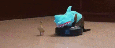 A cat on a roomba dressed as a shark chasing a duckling. My favorite gif
