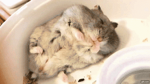 Dreaming hamster