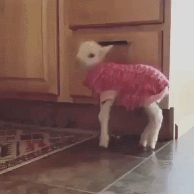 Happy little goat