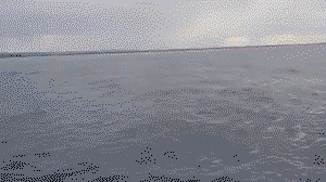 Whale jumping out of the ocean