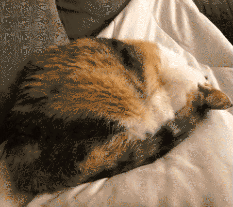 Cat nap
