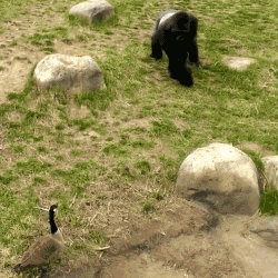 Canadian Goose vs Gorilla