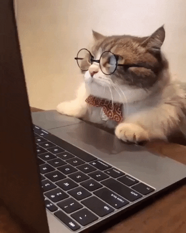 Finding a Great Cat Gif After Hours of Searching