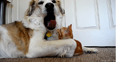 Cat got your tongue?