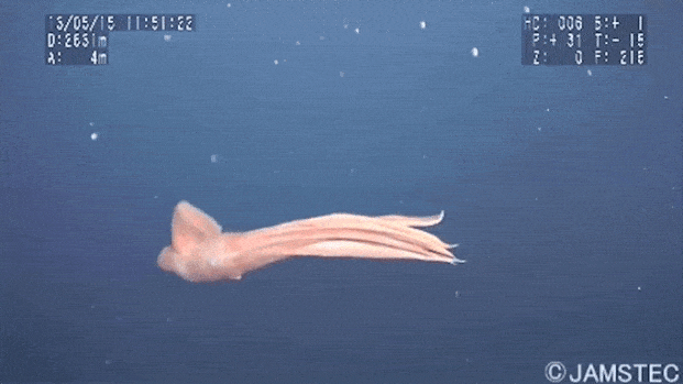 Tako Tuesday - Deep-sea Octo