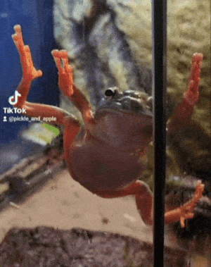 Froggos '23 #165 - Frogevator