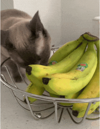 Caturday - Um...
