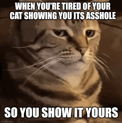 Caturday - A Hole New World