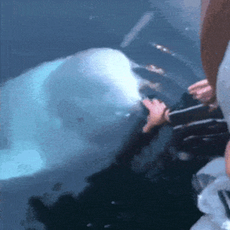 Beluga Returns Phone