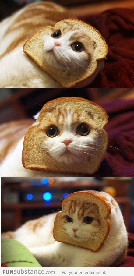 Bread cat