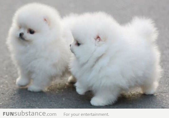 It's so fluffy!