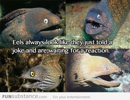 Eels just have that face