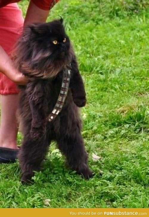 Mewbacca