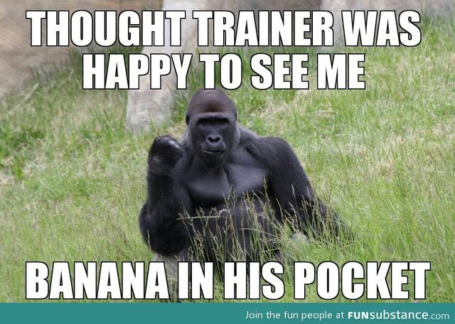 Success gorilla