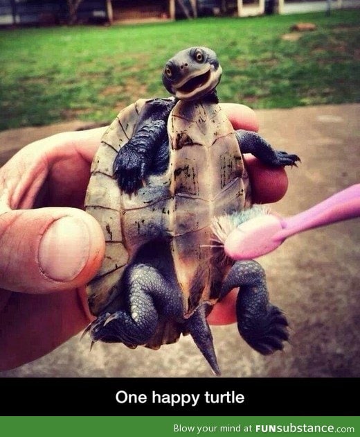 Happy turtle