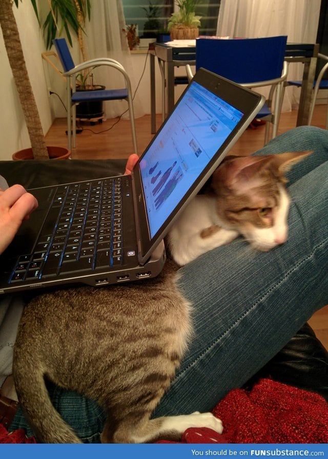 The laptop was there before the cat