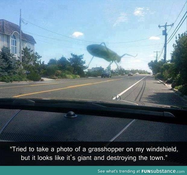 Giant grass hopper