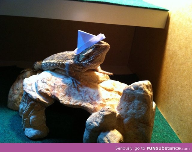 I have a major project due tomorrow, so I made a hat for my lizard