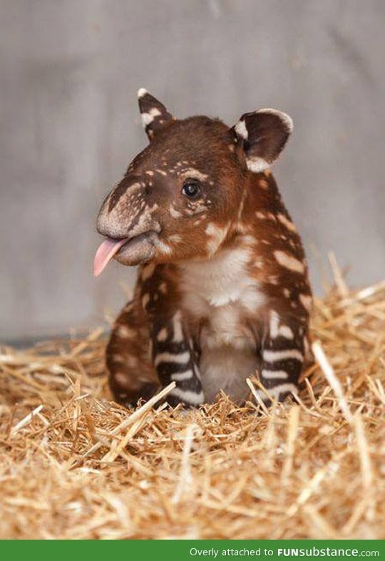 An unusual cuteness, a baby tapir