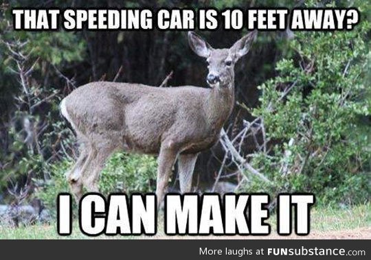 The thinking process of a deer