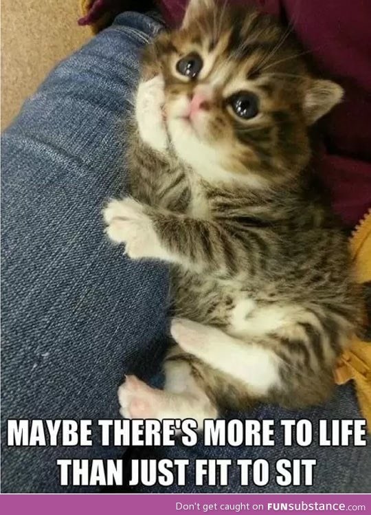 Contemplative kitty