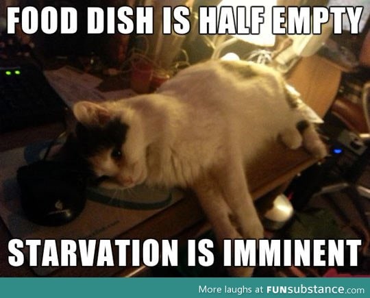 How every cat thinks