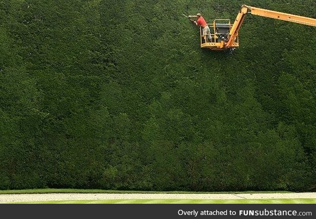 This hedge was planted nearly 300 years ago and is 50ft tall