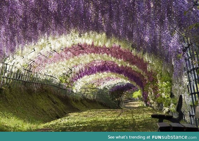 Kawachi Fuji Gardens. Kitakyushu, Japan