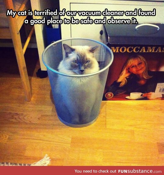 Trashcat watches the enemy