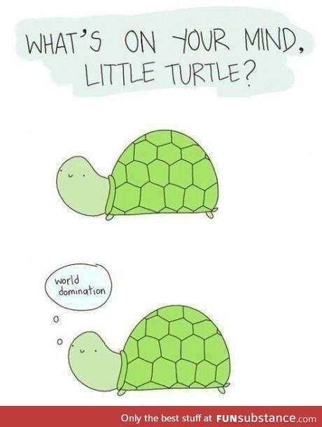 Hehe turtle
