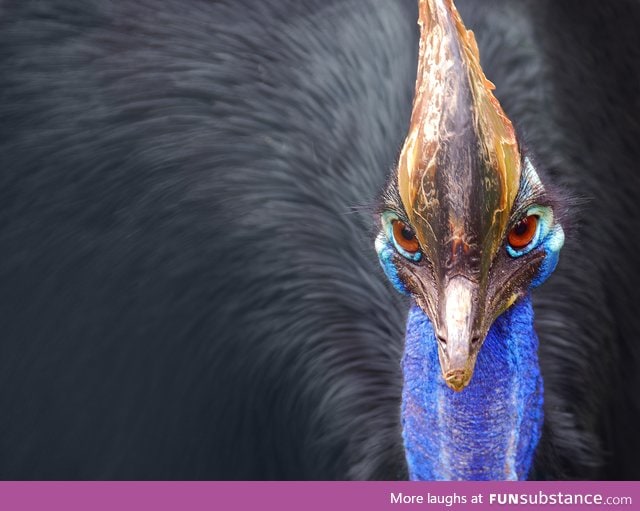 Cassowary, the most majestic bird I've ever seen.