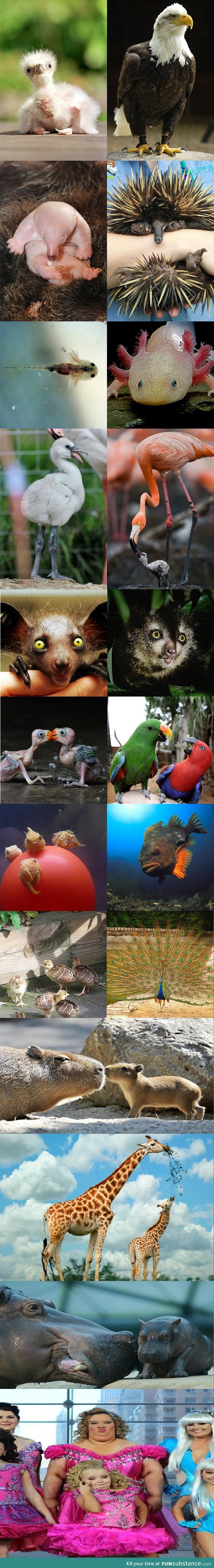 Animals from baby to adult