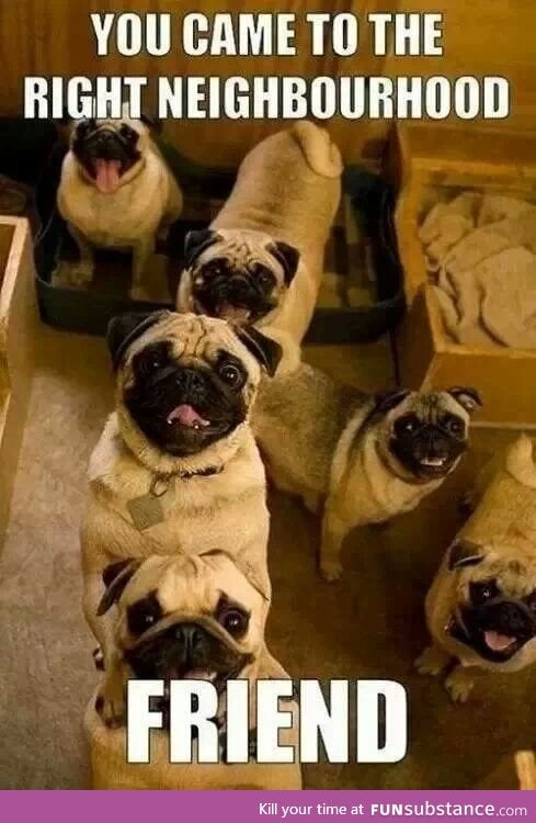 Pugs, pugs, pugs