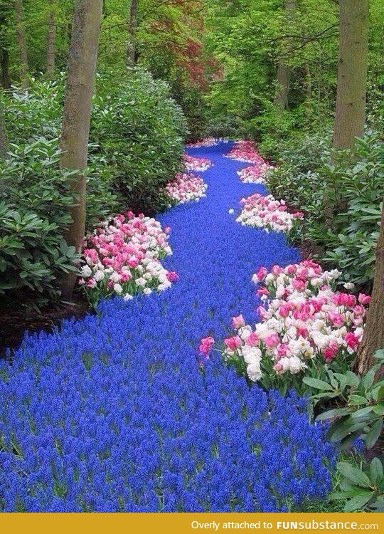 River of Flowers, Netherlands