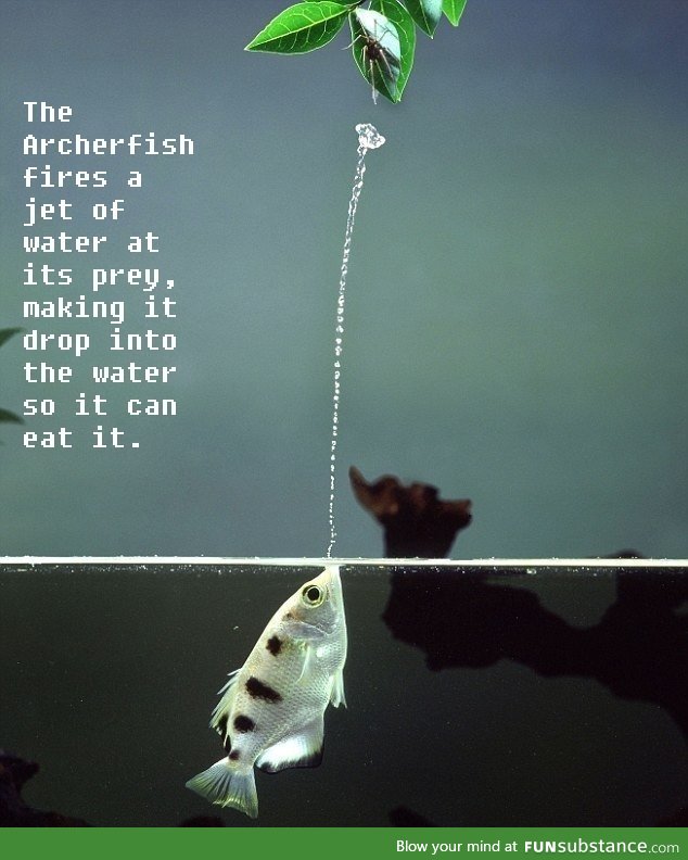 The archerfish