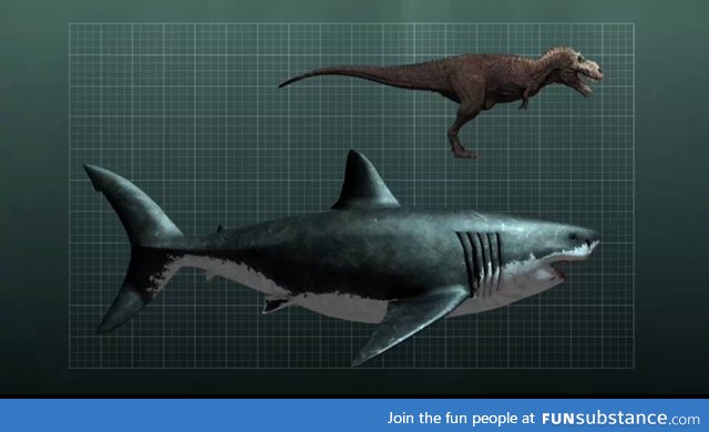 Megalodon and T-Rex
