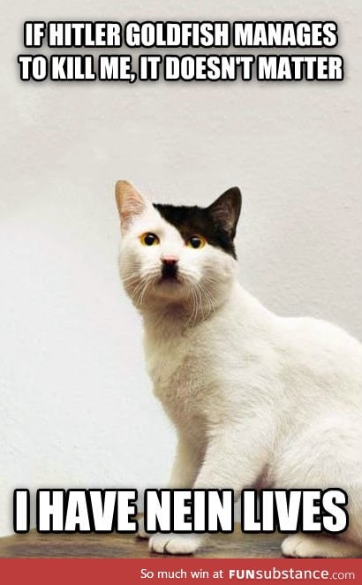 Hitler Cat does not feel threatened