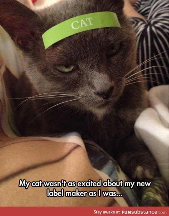 That is one mad looking cat