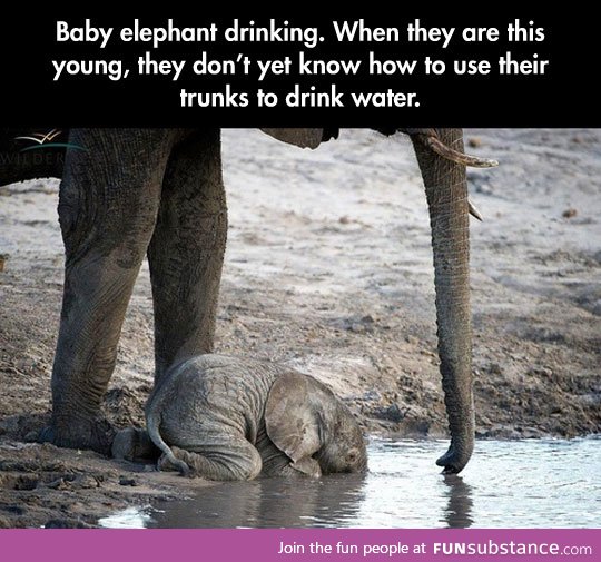 Ultra cute picture of the day