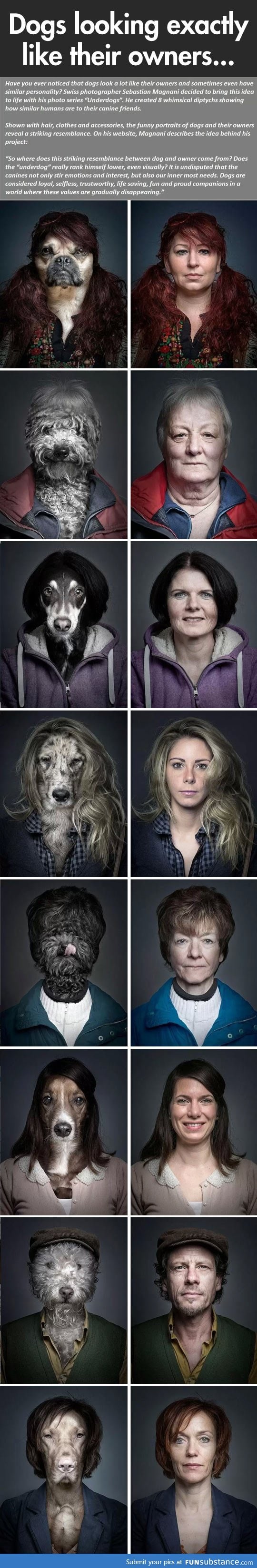 Dogs looking like their owners