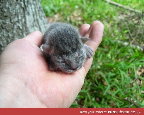 Aww in the palm of my hand!