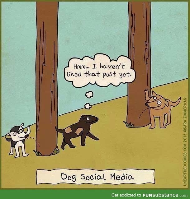 Dog social media