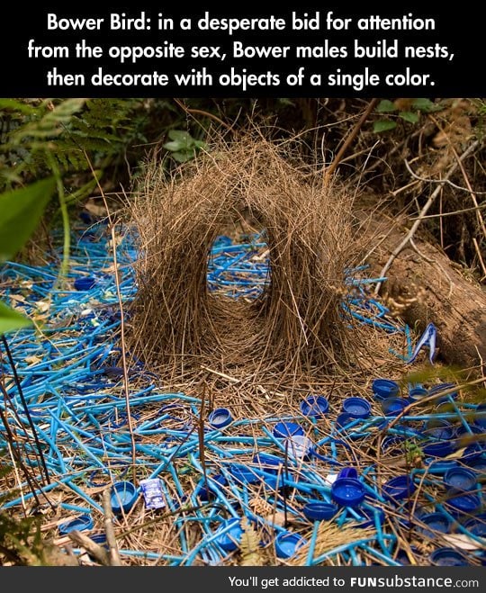 The bower bird doesn't want to be alone on Valentine's day