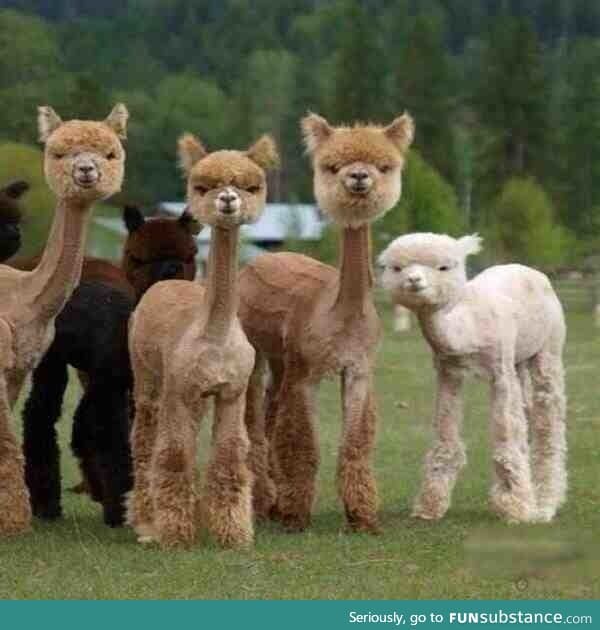 Just some llamas after fleecing